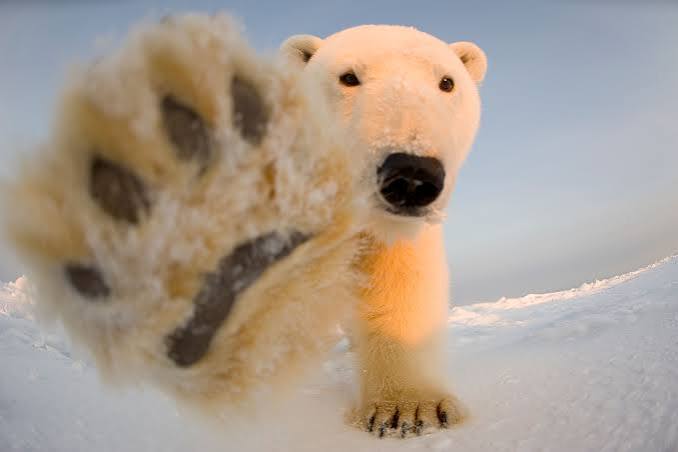 Orso polare